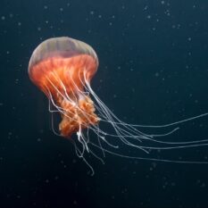 Ученые прикрепили к медузам крошечный протез, чтобы они помогали исследовать океан