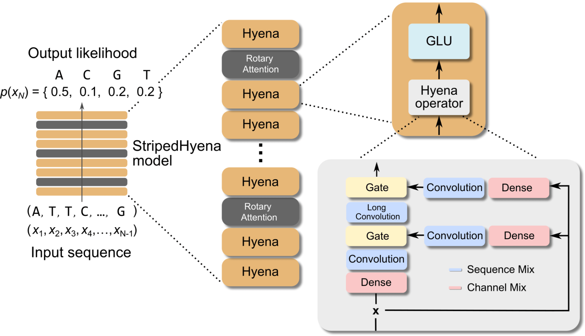 Evo, долгосрочная базовая биологическая модель